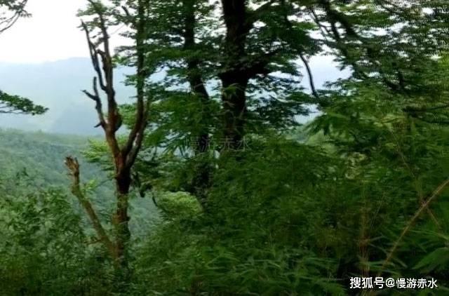 杜甫，唐朝的诗歌巨匠与人文精神的传承者